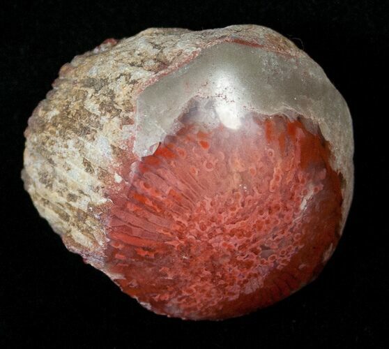 Pennsylvanian Aged Red Agatized Horn Coral - Utah #15262